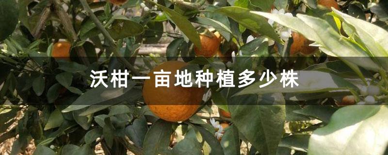 一亩沃柑产量(正常沃柑一亩有多少产量)