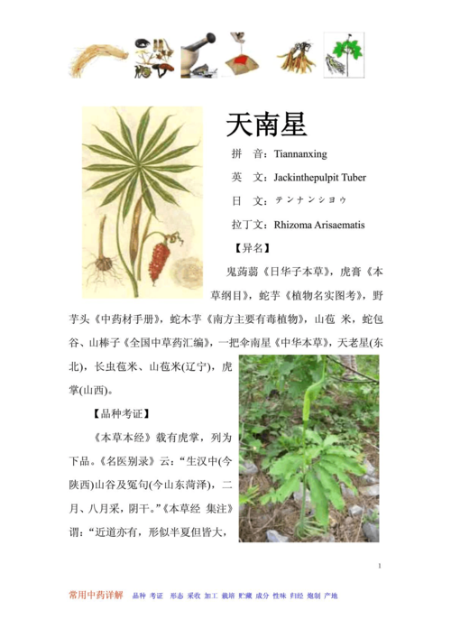 中药材天南星种植技术(药材天南星怎样种植)