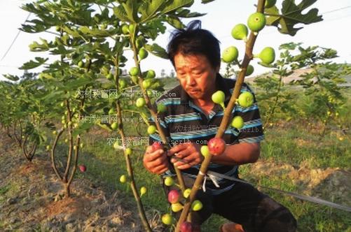 北方无花果种植技术