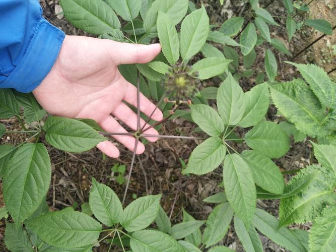 钮子七人工种植技术