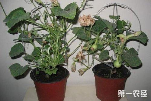 盆栽葫芦种植技术(盆栽葫芦种植方法图解)