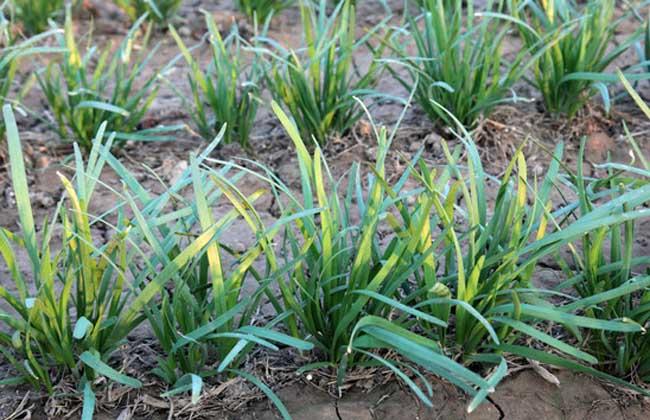 广东韭黄种植技术(广西韭黄种植基地)