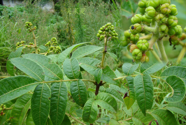 茶辣的种植技术