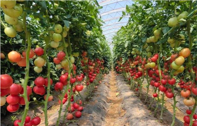 秋大棚番茄种植技术(草莓大棚种植技术及日常管理)
