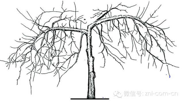 树体营养水平高低判断法(树体的贮藏营养)