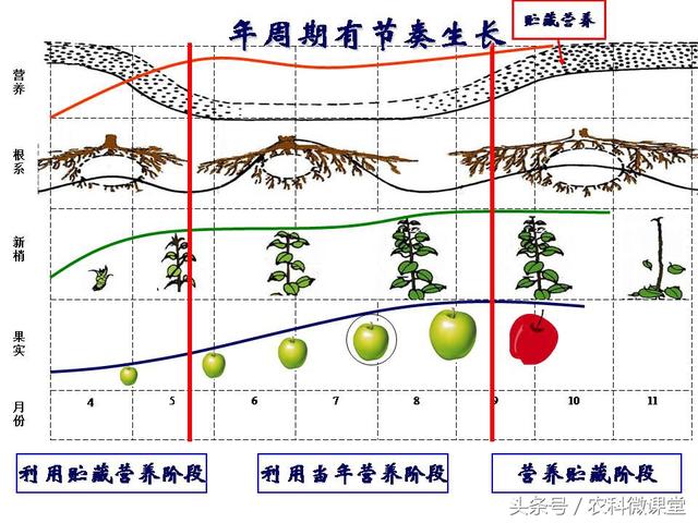 苹果秋冬施肥管理技术(苹果树冬季施肥好.还是来年春季好)