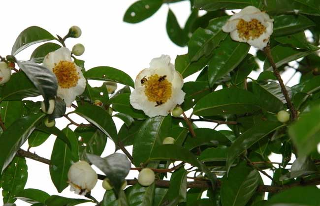 茶树种子繁殖技术(茶树新品种及其选育技术的分析)