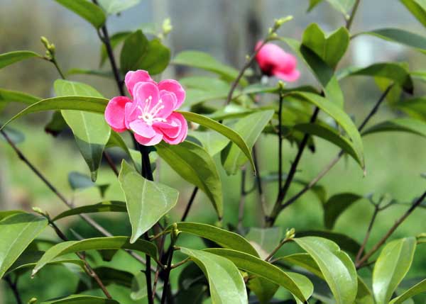 茶树种子繁殖技术(茶树新品种及其选育技术的分析)