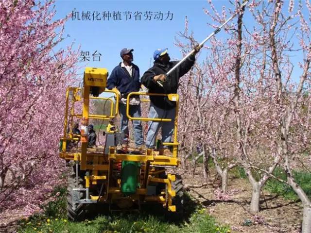 苹果树整形及修剪技术(苹果树修剪技术视频整形和修剪)