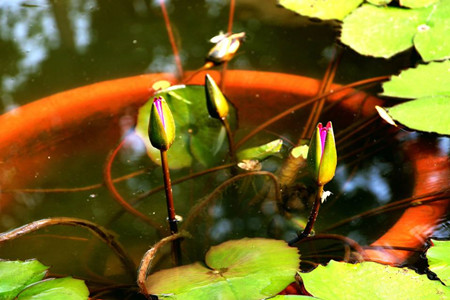 水莲花怎么养(睡连花怎么养)