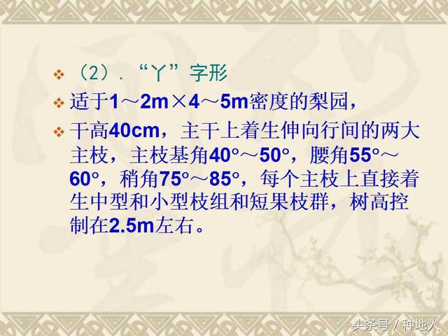 梨树整形修剪技术详解(图文)(梨树修剪方法示意图)