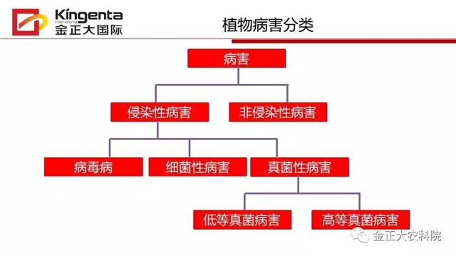 作物病虫害诊断及农药应用基础(农作物病虫害区域应急防治检测中心)