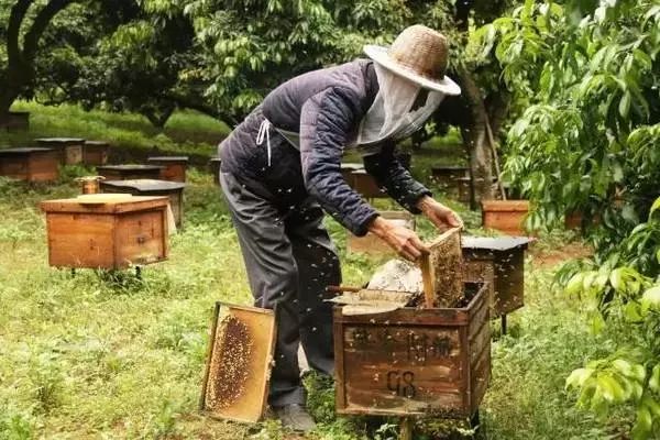 蜂农24节气养蜂经验(蜂农24节气养蜂经验做法)