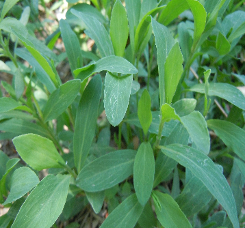 山野菜大全(黑龙江山野菜大全)