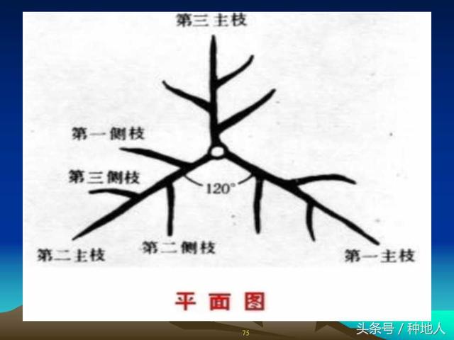 核桃整形修剪技术图解(树木整形修剪技术图解)