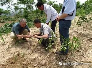 果树抗旱栽培技术(干旱地区果树抗旱栽植技术)