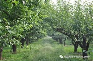 果树抗旱栽培技术(干旱地区果树抗旱栽植技术)