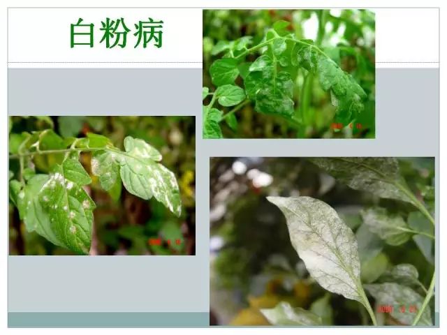 辣椒病虫害高清图谱 解决方案(小米辣椒的种植及病虫害预防)