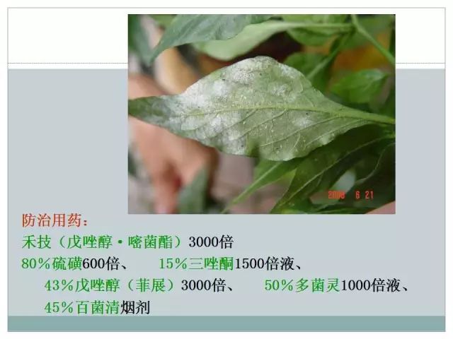 辣椒病虫害高清图谱 解决方案(小米辣椒的种植及病虫害预防)