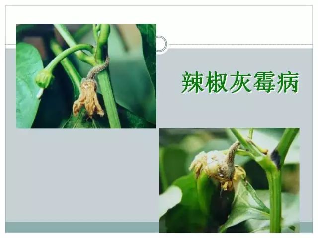 辣椒病虫害高清图谱 解决方案(小米辣椒的种植及病虫害预防)