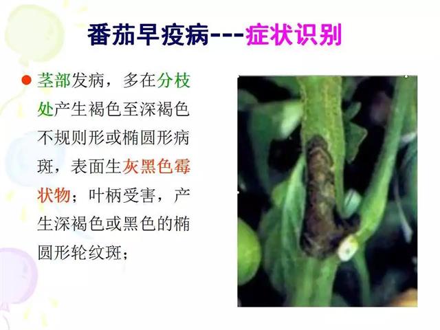 番茄病虫害图解及防治方法(番茄病虫害图片与防治方法)