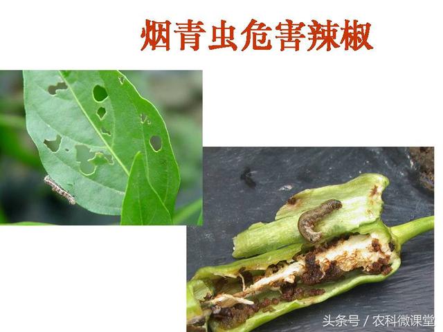 辣椒高产栽培技术——专题讲座(辣椒高产种植技术)