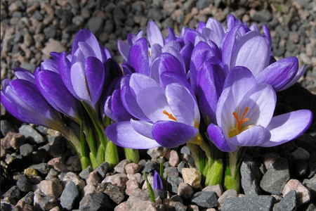 藏红花的养殖方法(藏红花可以开几次花)