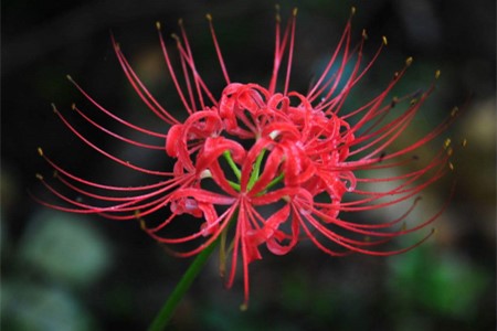 彼岸花的花语是啥(中国彼岸花的花语是什么)