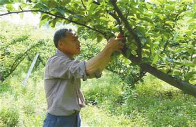 李子的疏花疏果办法(李子疏果用什么药剂好?)