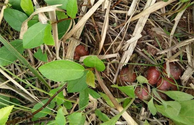 野地瓜的种植技术(野地瓜利润)