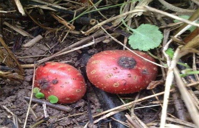 野地瓜的种植技术(野地瓜利润)