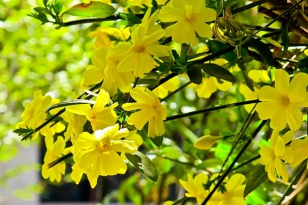 迎春花怎么种植(迎春花怎么种植幼儿园)