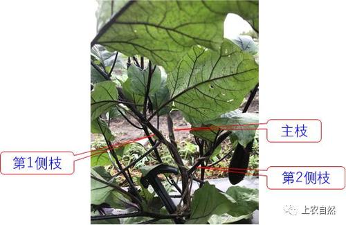 介绍日光温室越冬栽培茄子的整枝技术