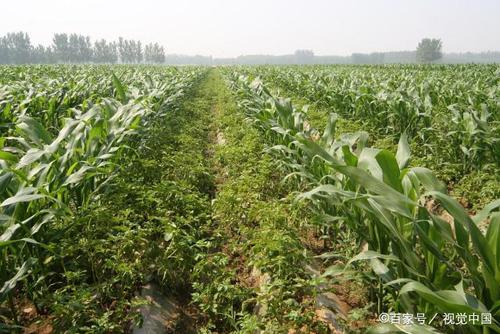 与单种相比,玉米大豆间种(玉米大豆带状复合种植研究)