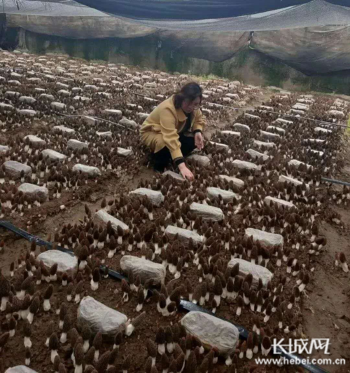 林下种植羊肚菌亩产