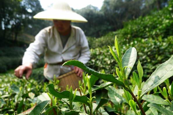 龙井茶叶什么时候采摘