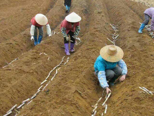 如何栽种甘蔗(陶山甘蔗栽种历史)