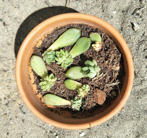 多肉种植技术包括哪些(多肉可以用沙子种植吗)