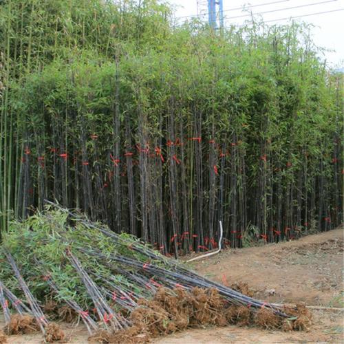 北方竹子种植技术