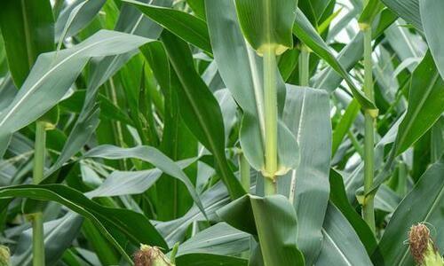 玉米马上涨价？今年上秋：玉米、大豆能涨多少？2个好消息！