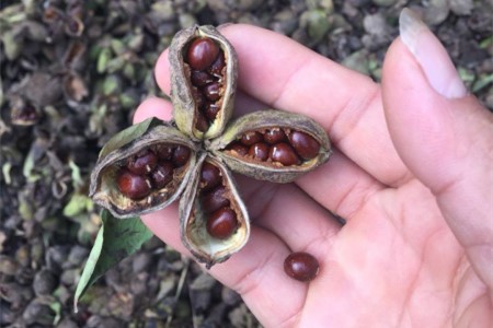 芍药花怎么繁殖(芍药花怎么繁殖方法)