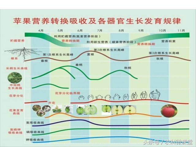 苹果秋冬施肥管理技术(苹果树冬季施肥好.还是来年春季好)