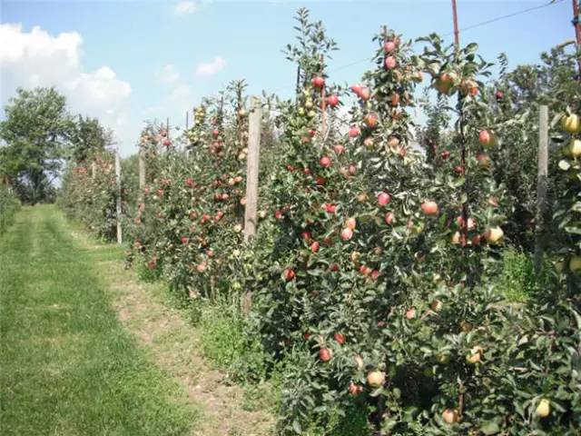 苹果树整形及修剪技术(苹果树修剪技术视频整形和修剪)