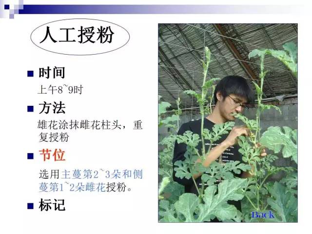 34个课件讲述种植西瓜(种植西瓜技术指导)