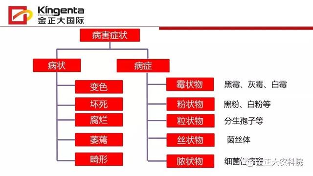 作物病虫害诊断及农药应用基础(农作物病虫害区域应急防治检测中心)