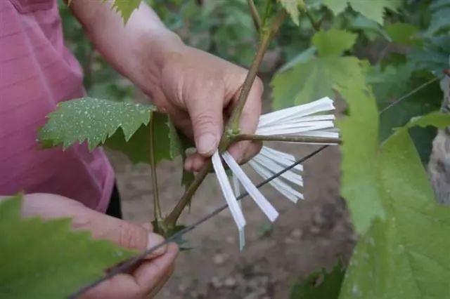 葡萄树 夏季管理全套技术(葡萄树的夏季基本管理)