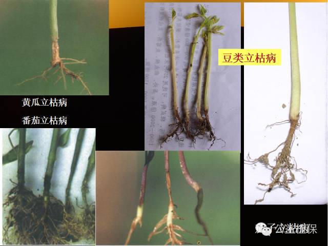 大棚蔬菜病害鉴定图册(大棚蔬菜的病虫害防治)