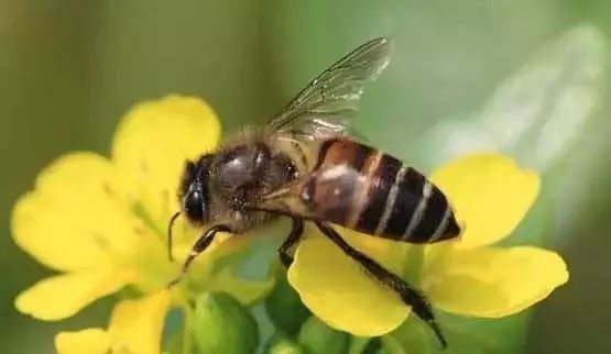 蜂农24节气养蜂经验(蜂农24节气养蜂经验做法)