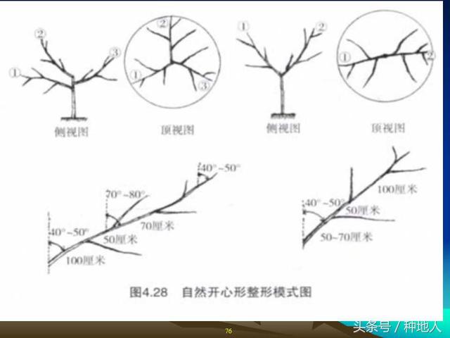 核桃整形修剪技术图解(树木整形修剪技术图解)