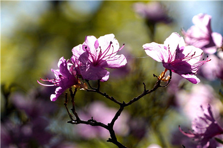 北方养好杜鹃花的秘诀(杜鹃花夏天怎么养)